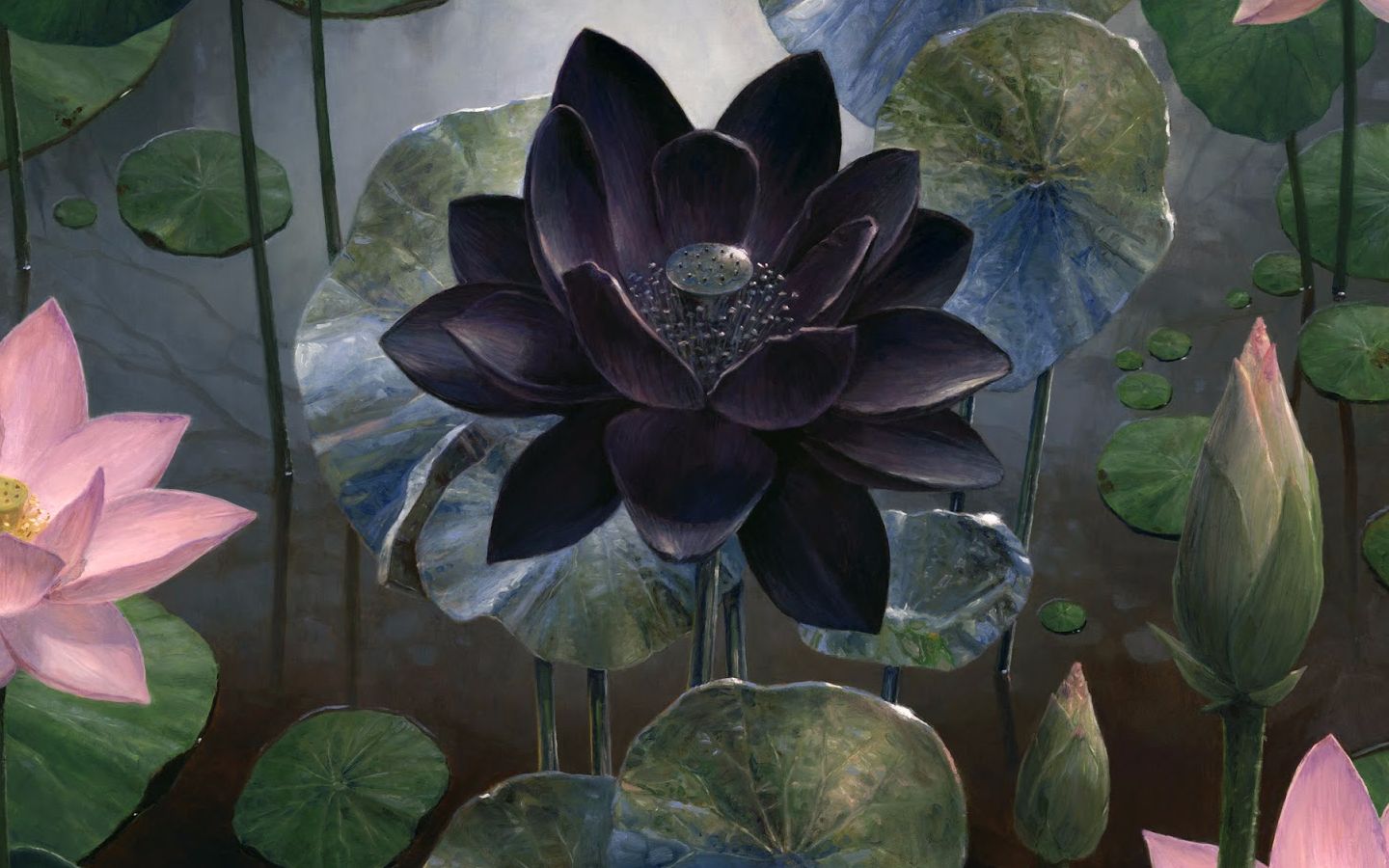 黑莲花的绽放,万智牌特选赛制卡组与环境介绍