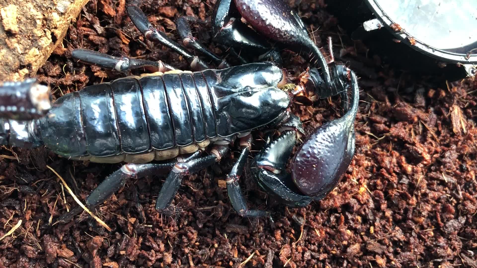 彼得异蝎高清特写1