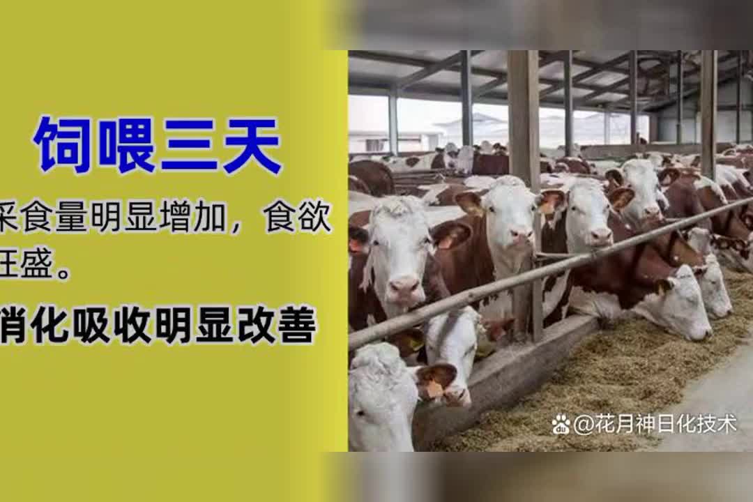 牛羊催肥用哪个添加剂好?牛催肥饲料添加剂怎么选择哔哩哔哩bilibili