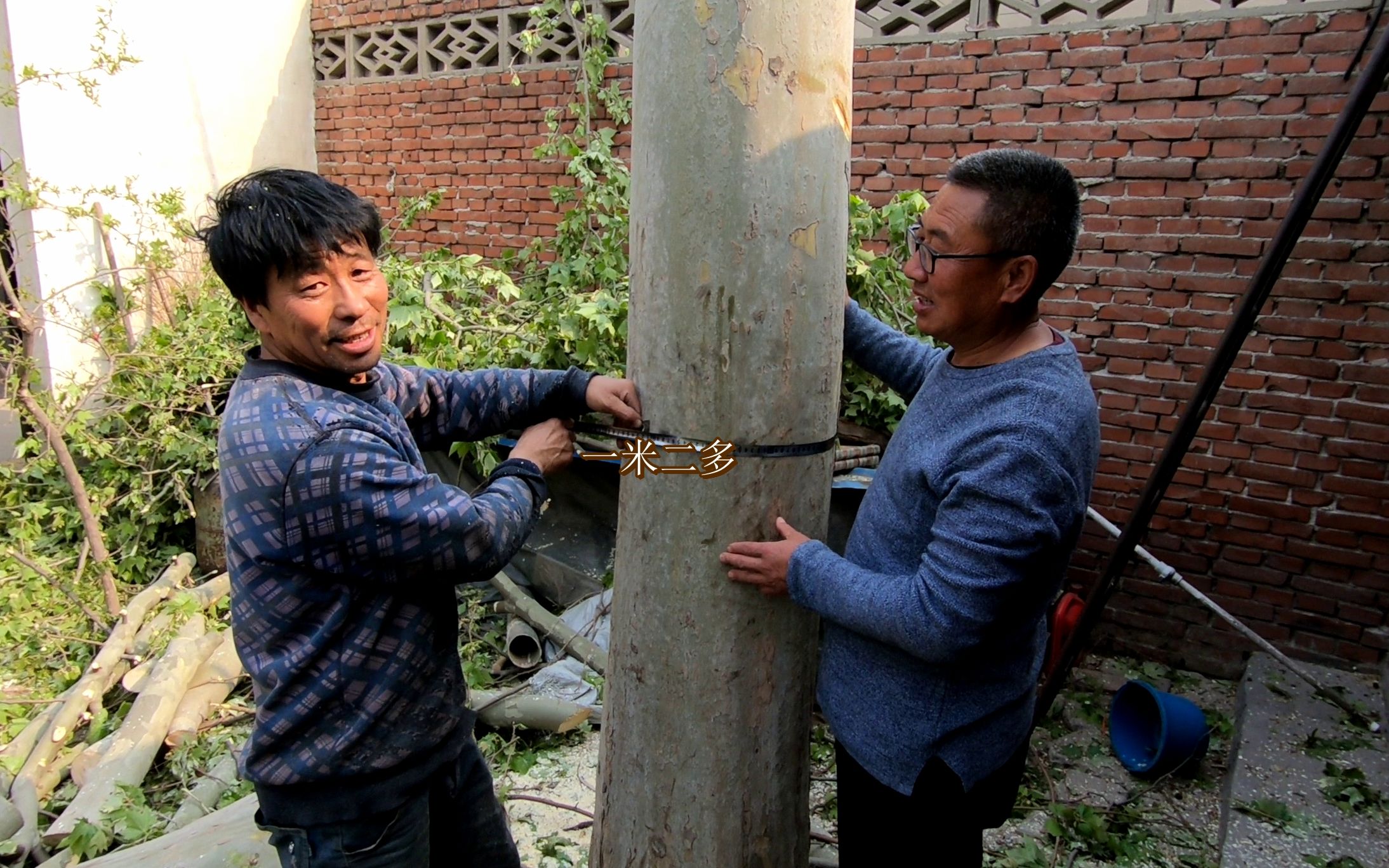 农村卖树,1棵15年的法国梧桐树贩子给多少钱?听完不敢相信