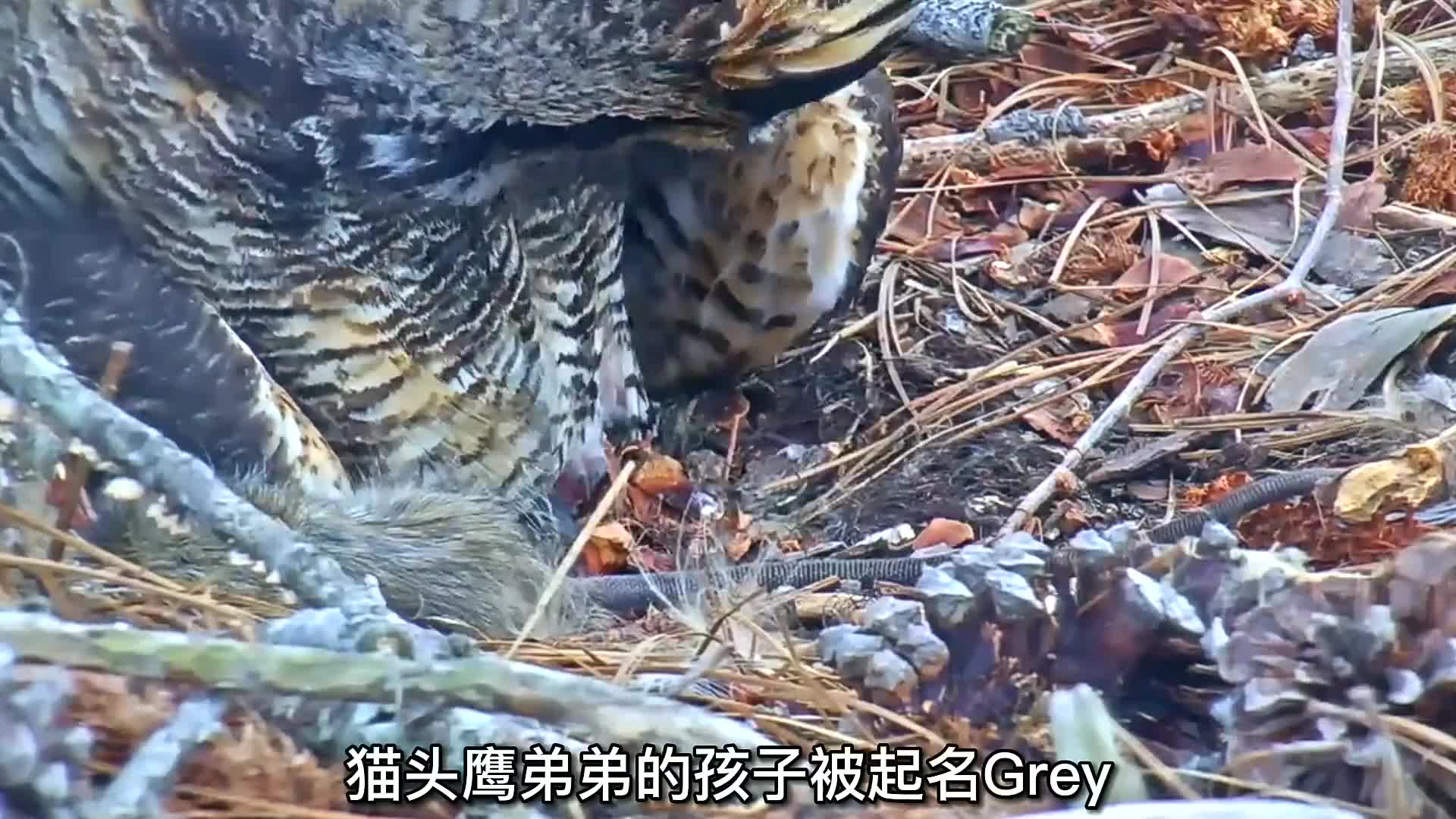 雕鴞貓頭鷹為什麼會攻擊人類?觀測貓頭鷹幼鳥的成長過程!