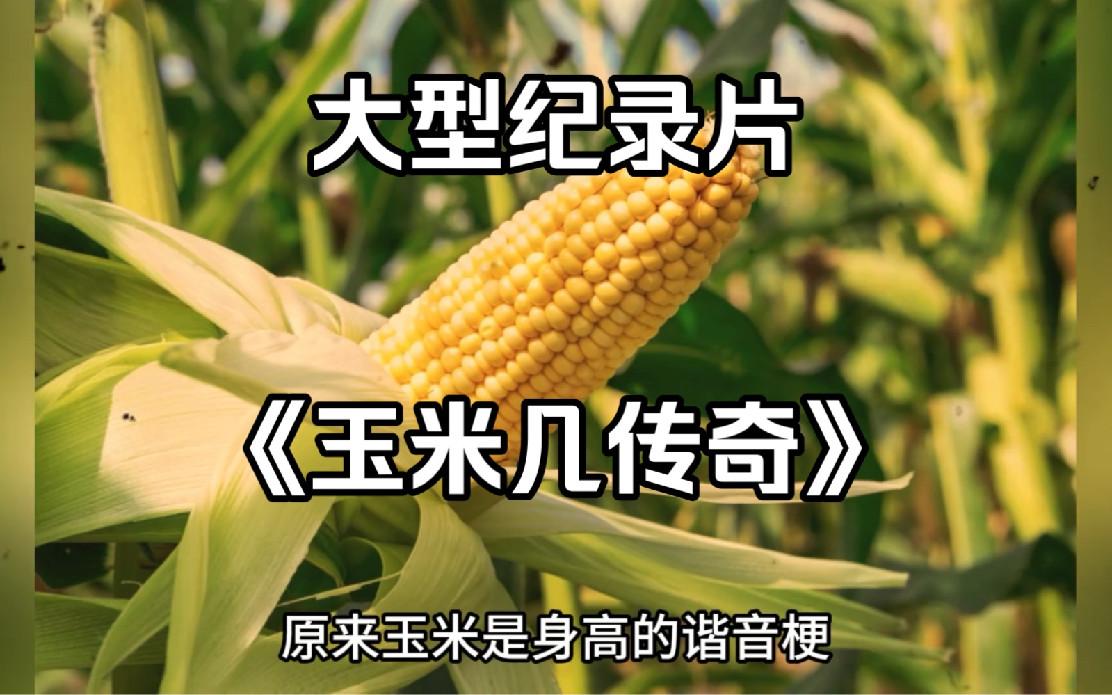 大型纪录片《玉米几传奇》震撼播出!#玉米几