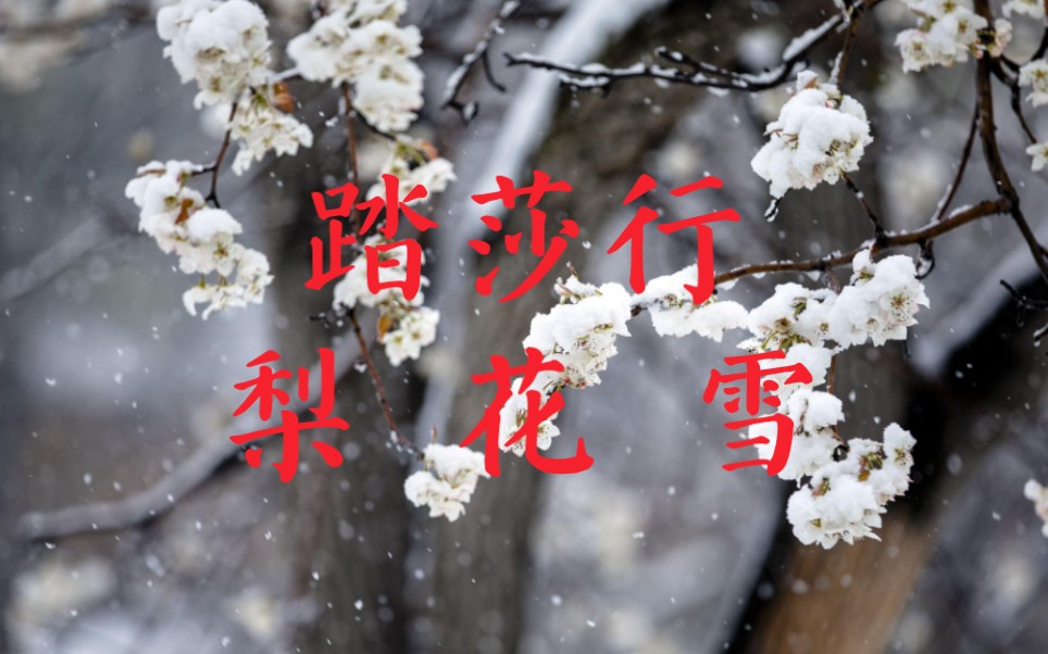 [图]诗词欣赏：无语者《踏莎行·梨花雪》