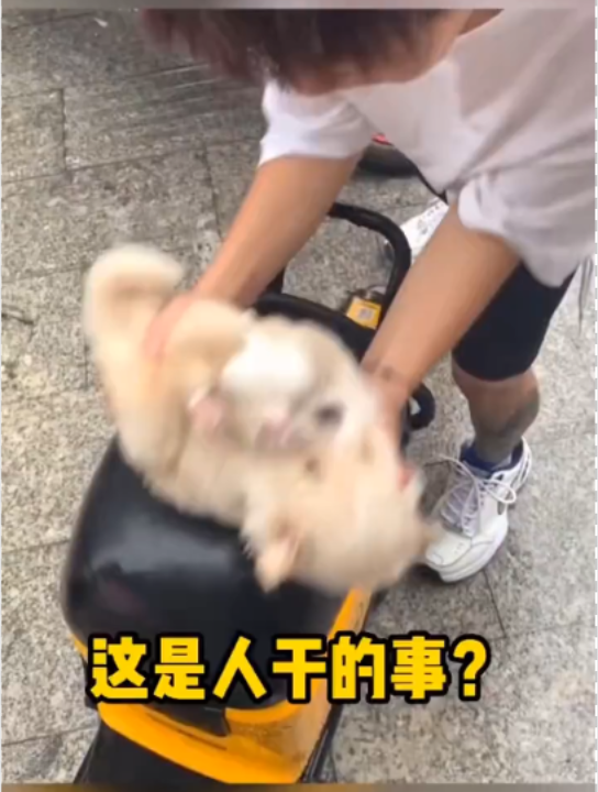 动物:这是人干出来的事吗?哔哩哔哩bilibili