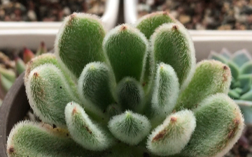 多肉植物锦司晃echeveriasetosa原产地墨西哥普埃布拉州叶绿色叶端呈