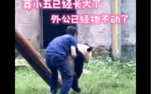 Tải video: 莽小五长大了，外公已经抱不动了！