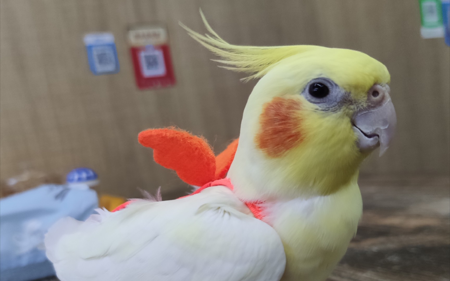 走地鸡的8字路线