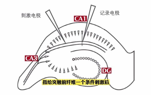 长时程增强LTP的实验方法|脑片实验服务|自动膜片钳服务|手动膜片钳服务哔哩哔哩bilibili