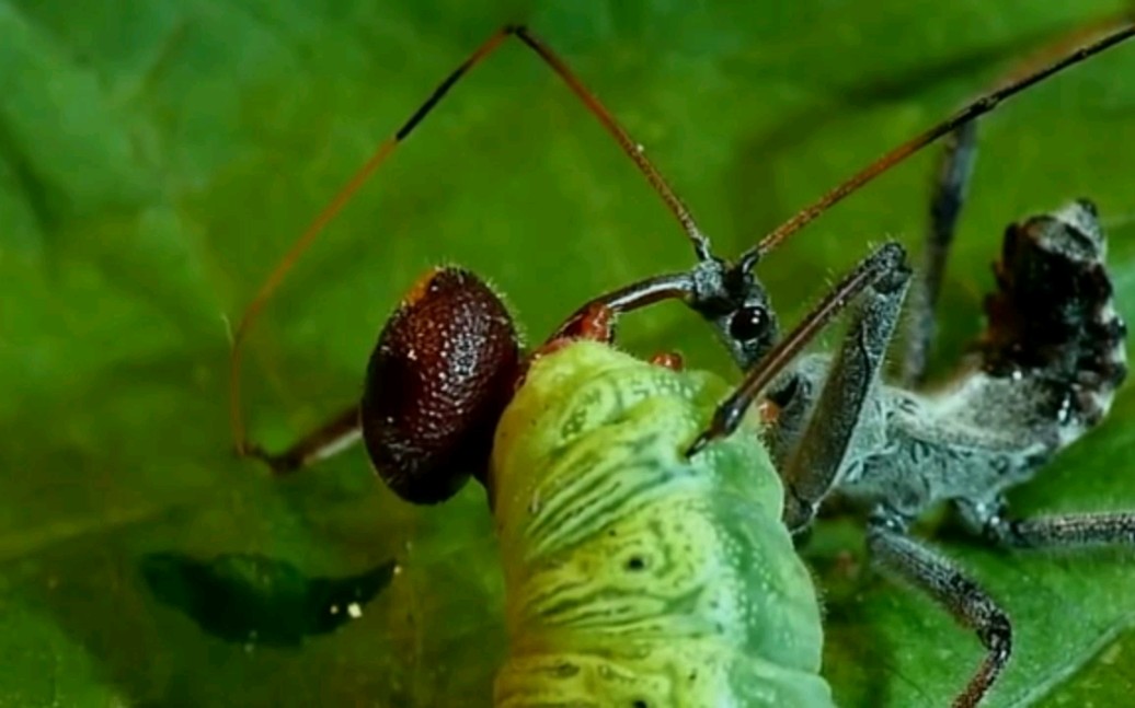 猎蝽迫害毛毛虫