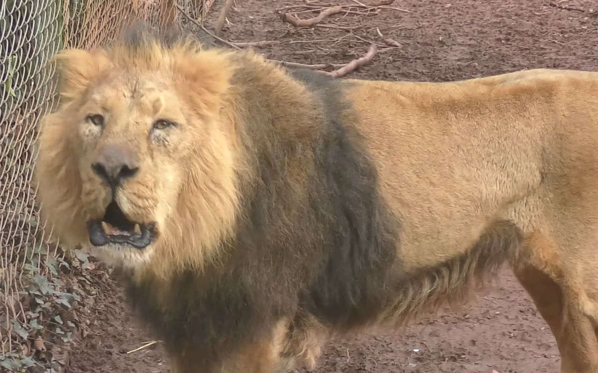 4k楂樻竻锛氳杩囧湀鍏荤殑浜氭床鐙病鏈 杩欏ご闆勭嫯闀垮緱鎸哄