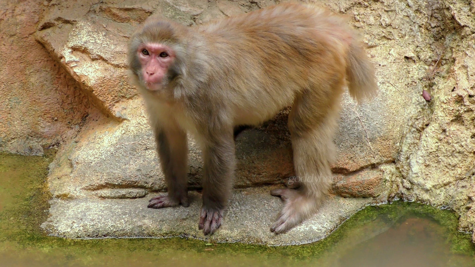 【长隆猕猴】这只猕猴的尾巴有点短