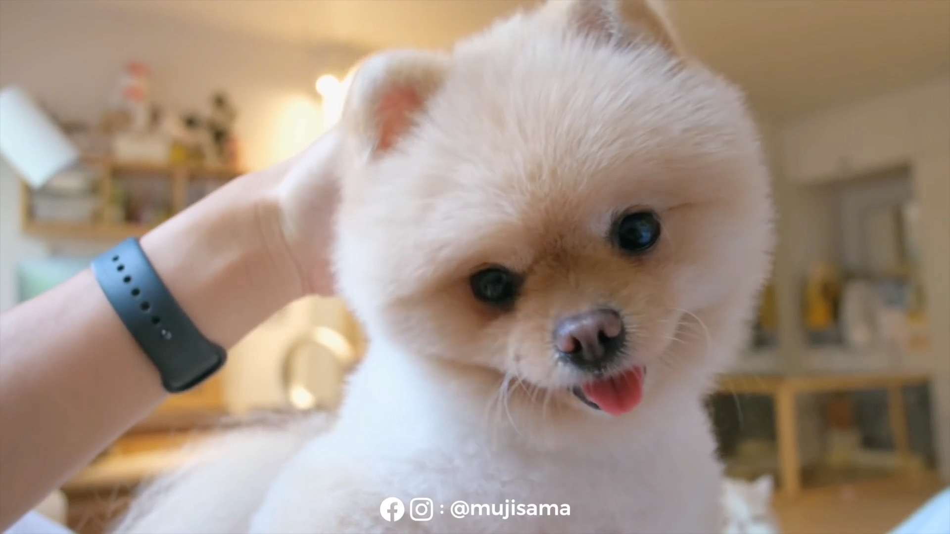 进来感受下泰国小哥的博美的歪头杀