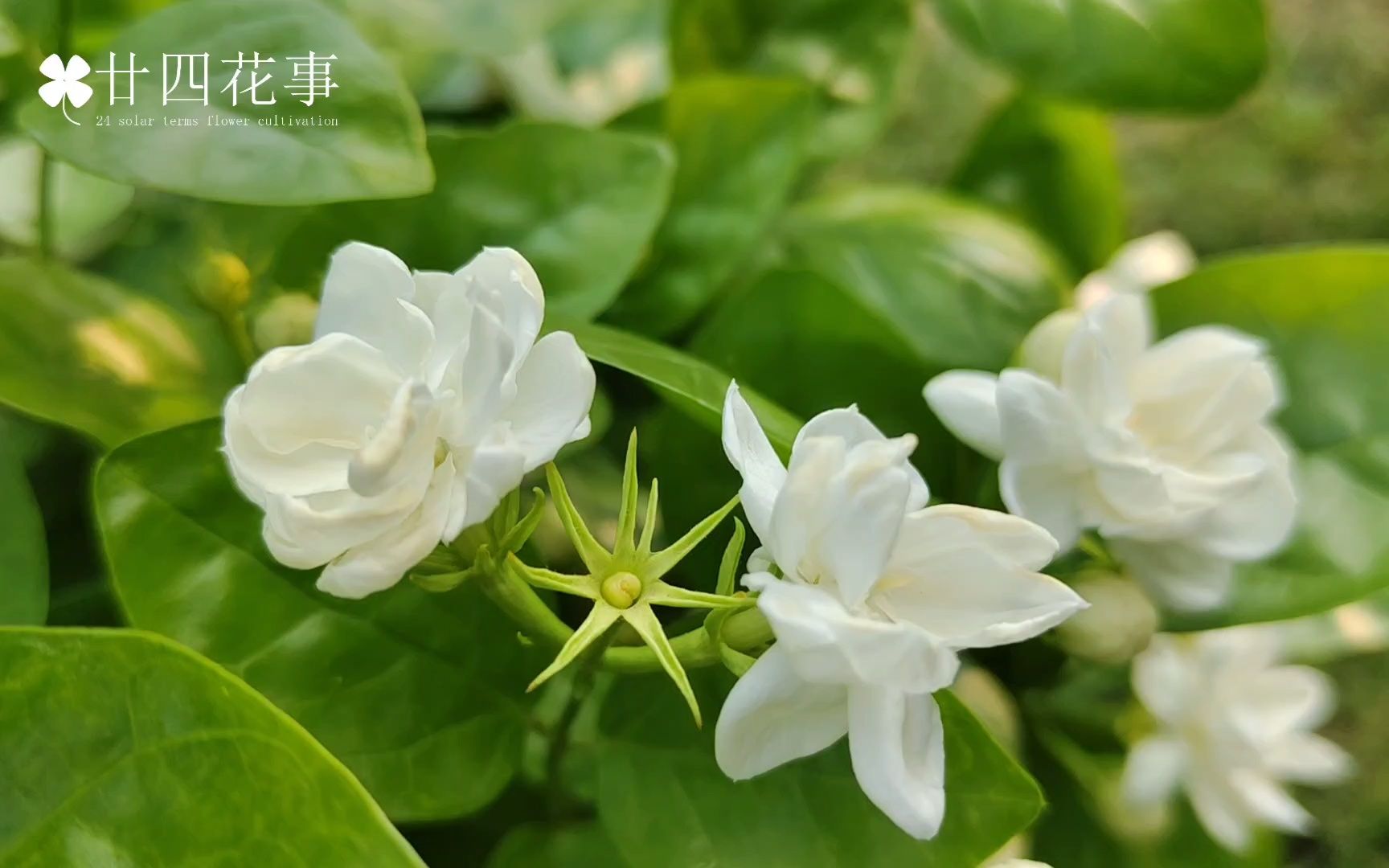 茉莉夏天开花少?3件事做到位,花开不断到10月,一整夏花香袭人哔哩哔哩bilibili