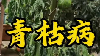 Descargar video: 番茄的青枯病，是最严重的致死性病害。高发于他的成果期。相当于前面的工作前功尽弃。它是一种土传病害。关注土壤健康哦。