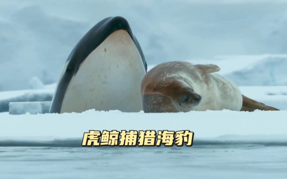 虎鲸合力捕猎海豹