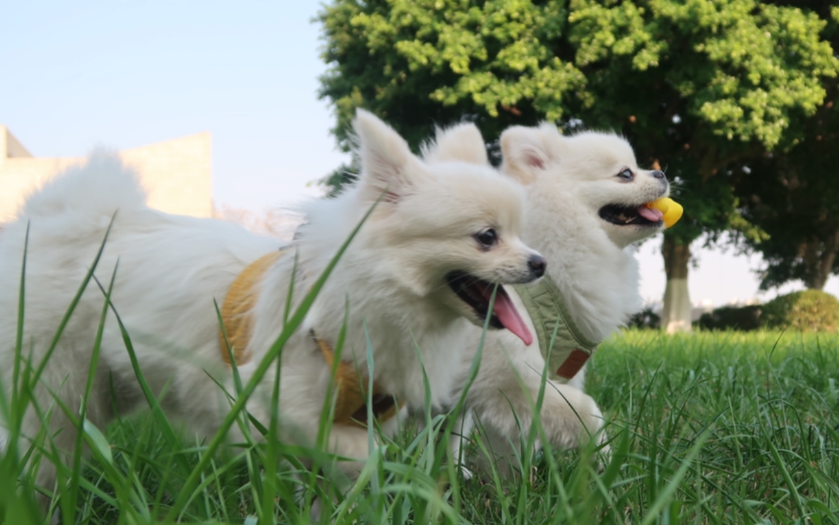 这欢快的小步伐,小狗狗的快乐真的会传染～～草地和狗狗的笑容太治愈