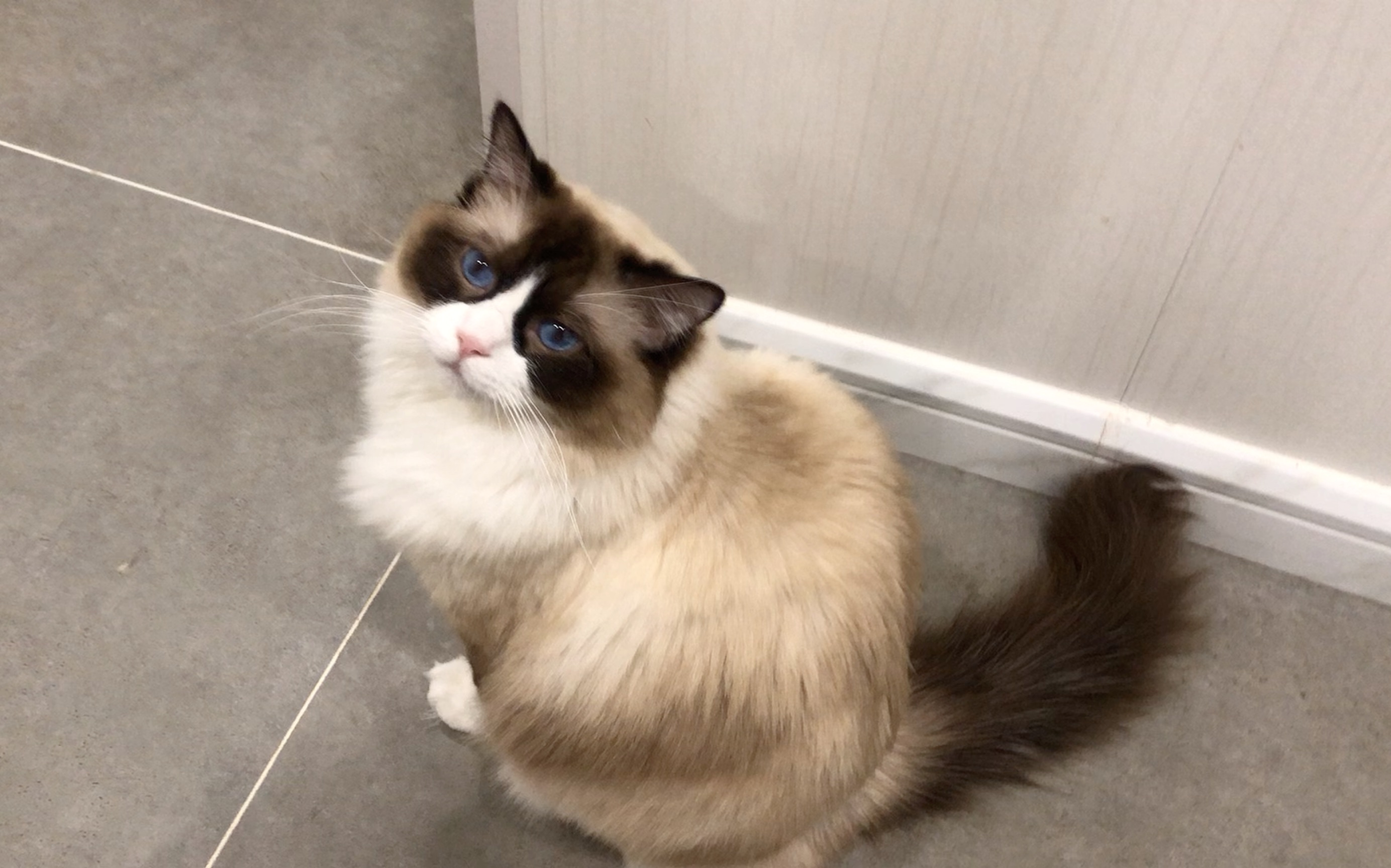 布偶猫,小仙女,超好rua