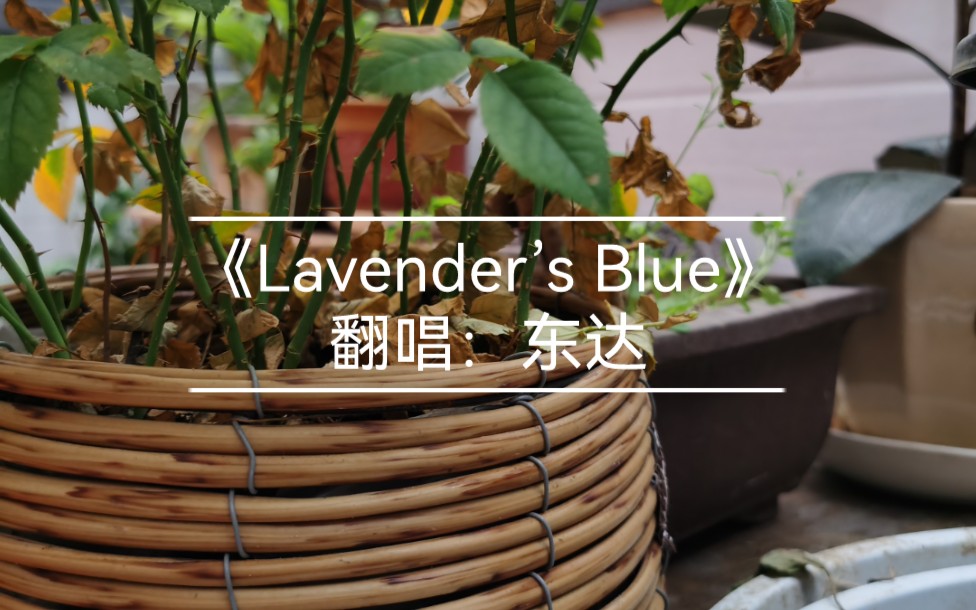 [图]【清唱】Lavender’s Blue 翻唱者东达