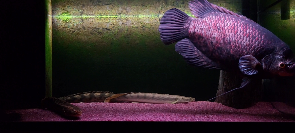 成体艾索顿战船鱼