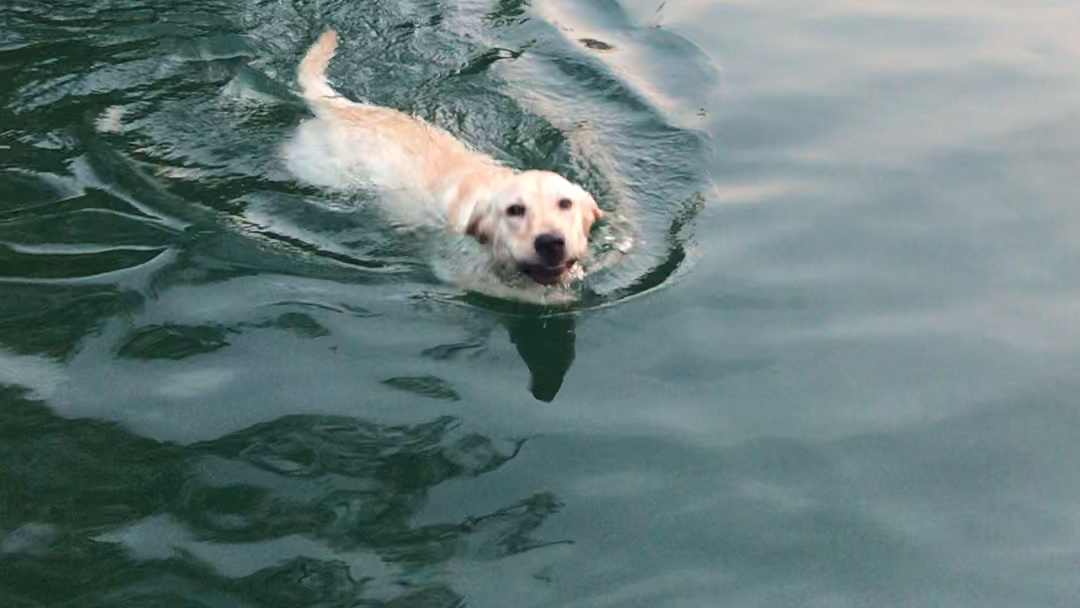 拉布拉多边游泳边喝水