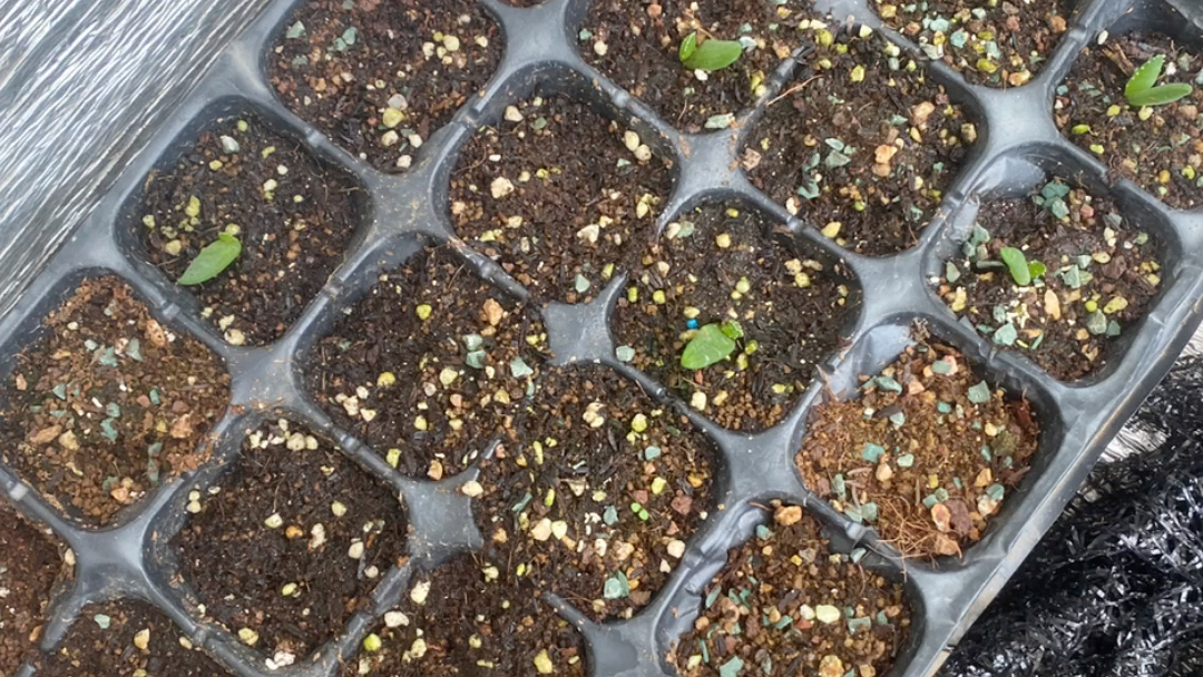 一个半月50粒种子成活11……多歧芦荟