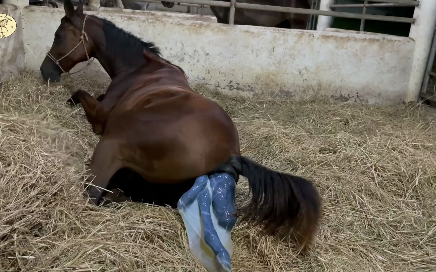 纯种阿拉伯母马自然分娩全程记录