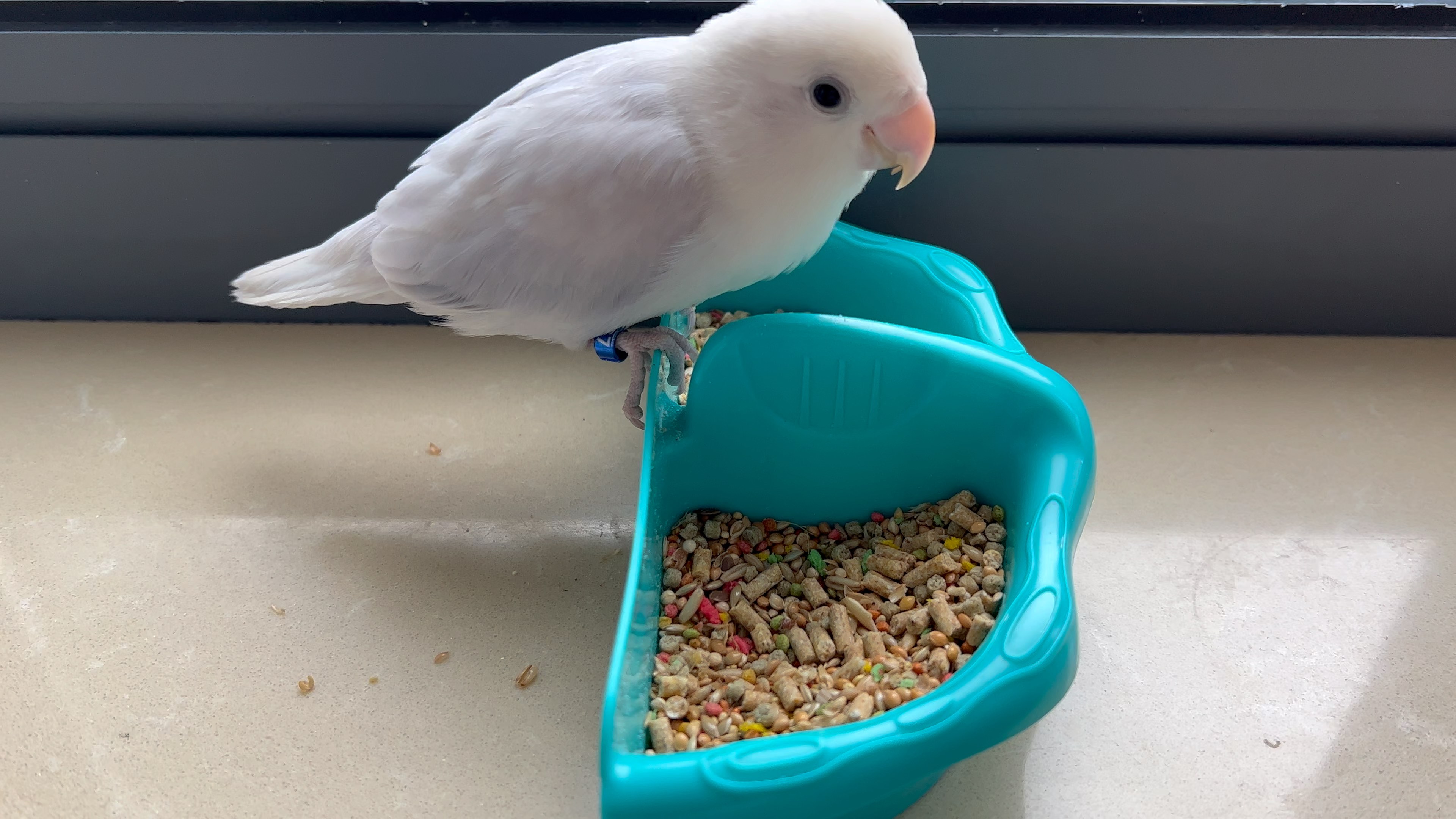 紫伊莎牡丹鹦鹉-家有怂总chuchu 优雅的吃早餐 做一枚吃播_哔哩哔哩