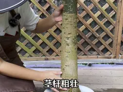 Скачать видео: 给植物浇水前，先看看这三个部位