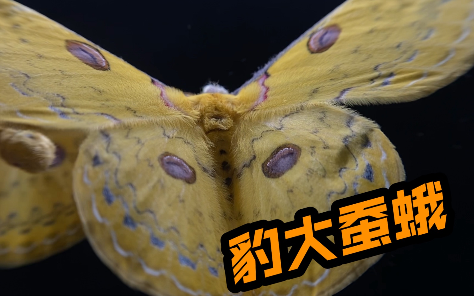 【大蚕蛾】豹大蚕蛾 可能是diff豹大蚕蛾_哔哩哔哩_bilibili