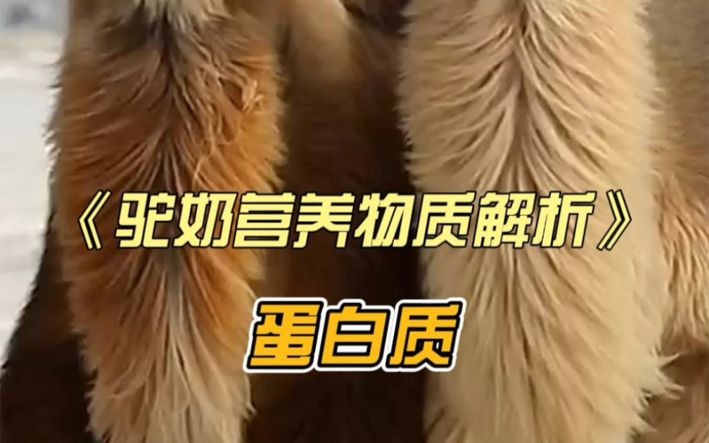 《驼奶营养物质解析》一蛋白质驼乳中蛋白质的种类含量丰富,而且消化吸收率为97%98%,不含过敏原,大人小孩老人都可以放心食用.哔哩哔哩bilibili