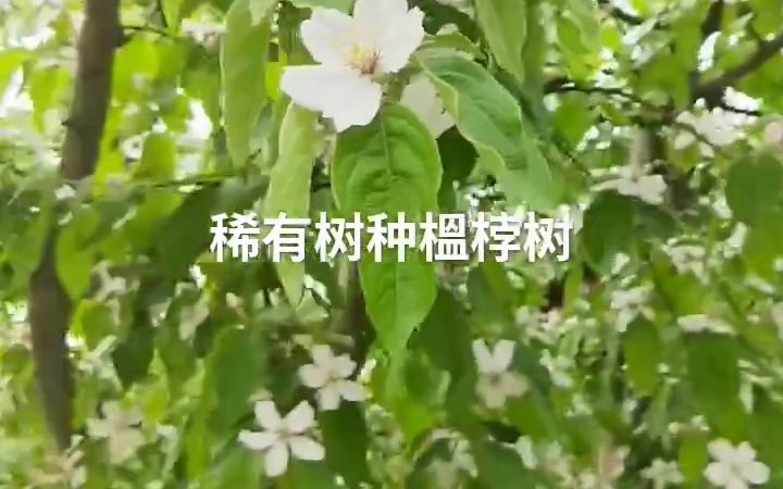 河北保定市的榅桲树中国各地的榅桲古树哔哩哔哩bilibili