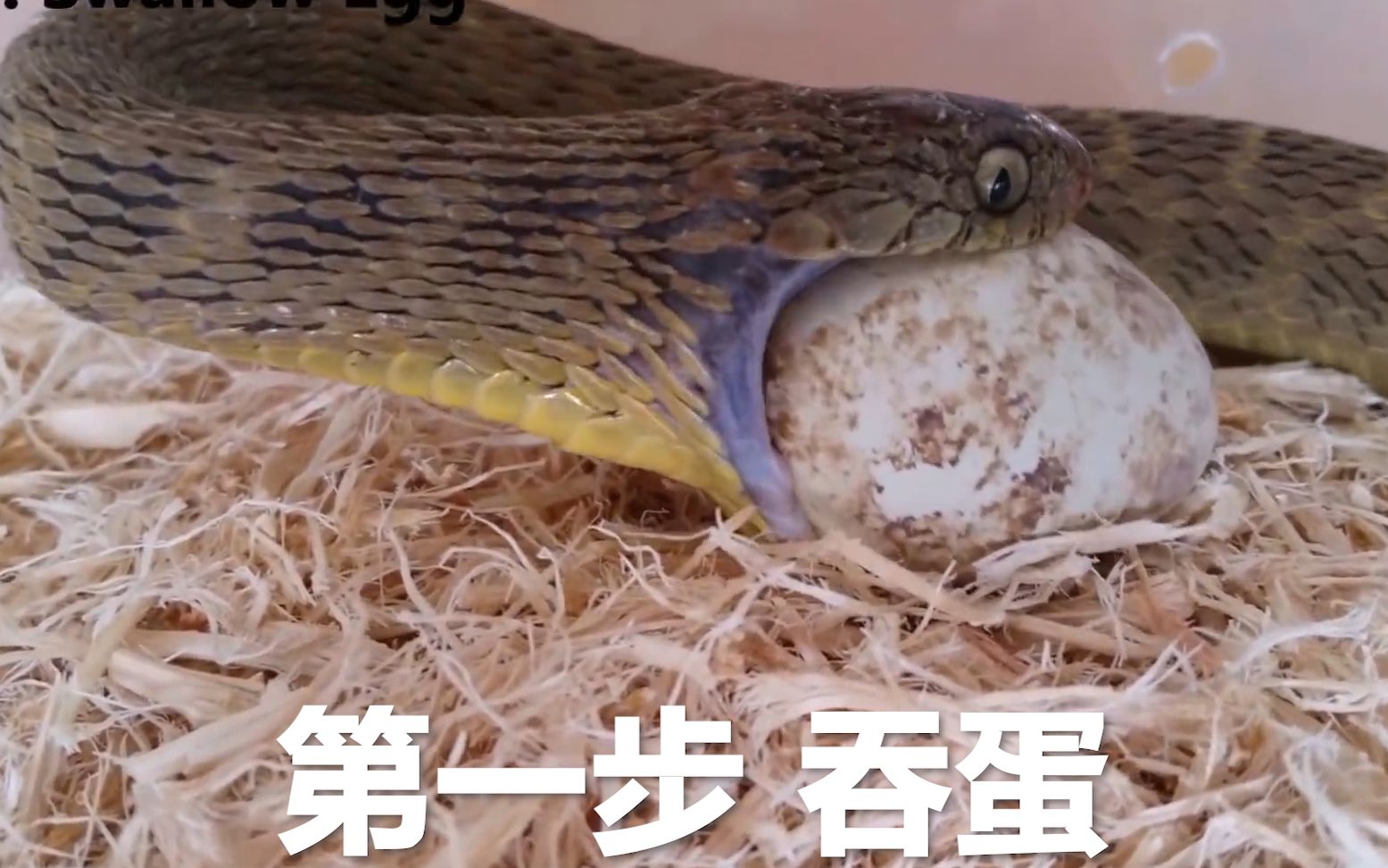 天赋技能:吃蛋蛇是这样吃蛋的