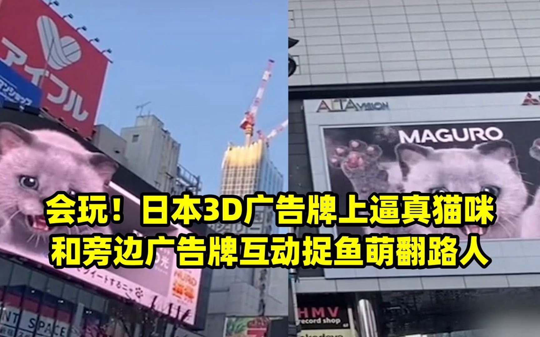 会玩!日本3d广告牌上逼真猫咪和旁边广告牌互动捉鱼萌翻路人