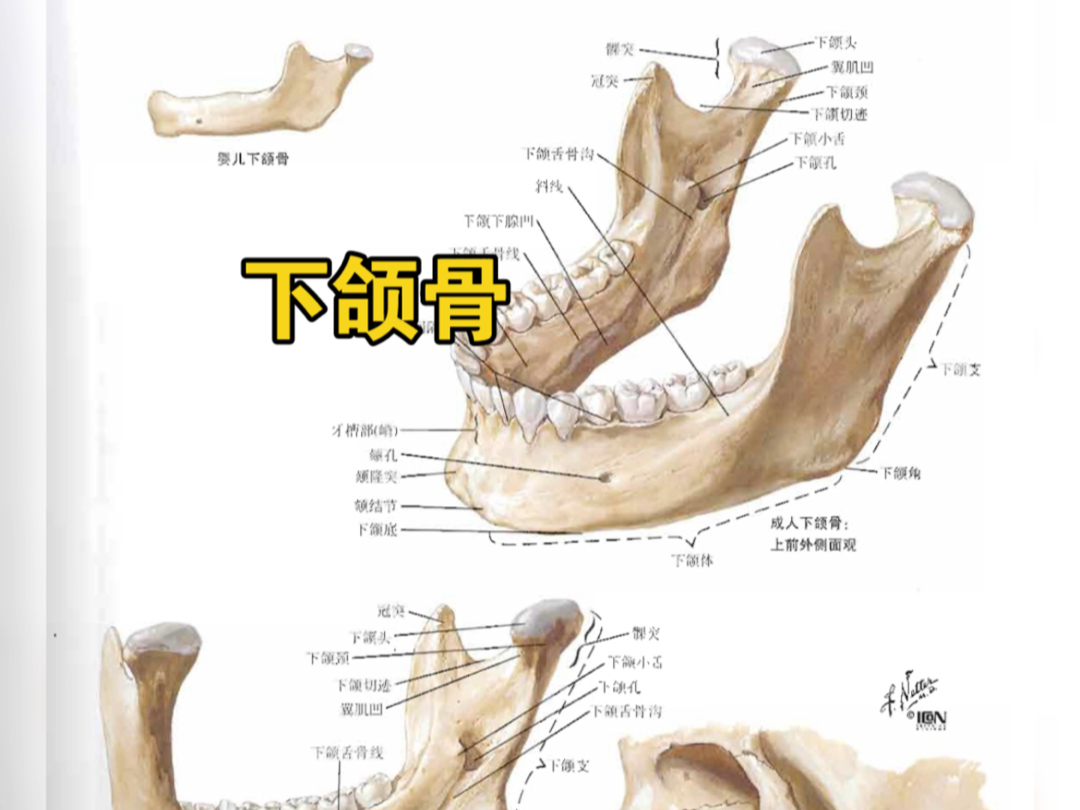 下颌骨 奈特博士 解剖图谱哔哩哔哩bilibili