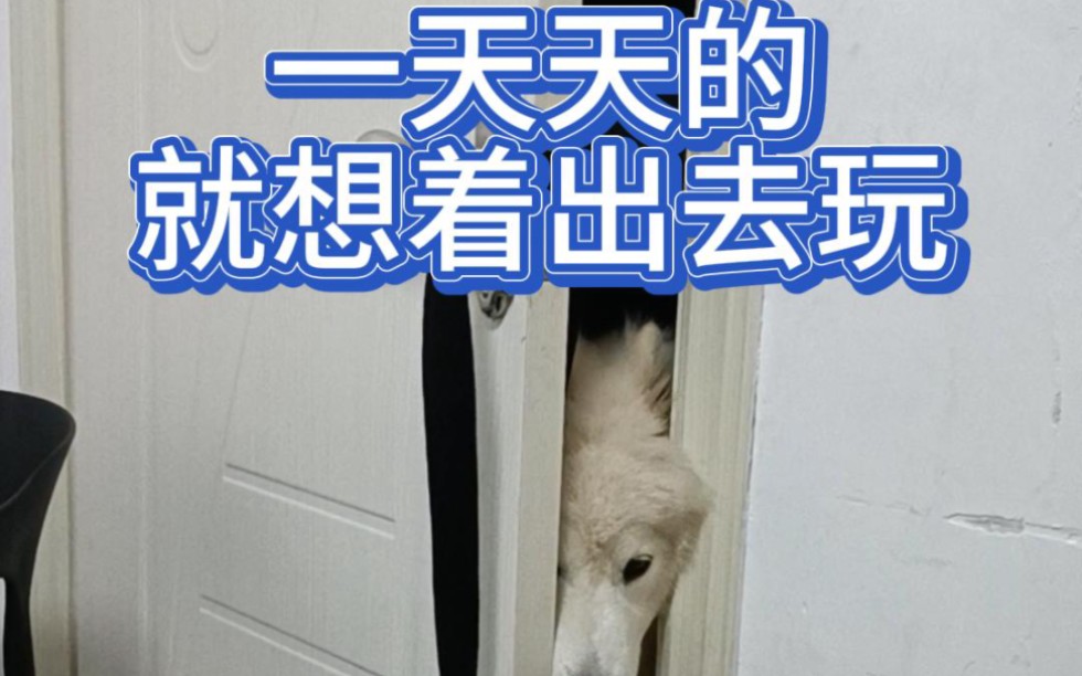 没有足够精力的别养萨摩耶,它渴望着想要出去玩的眼神你会受不了!