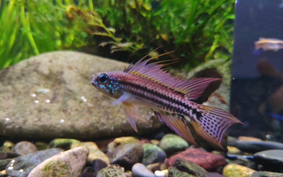 超美蓝面具泰菲酋长短鲷