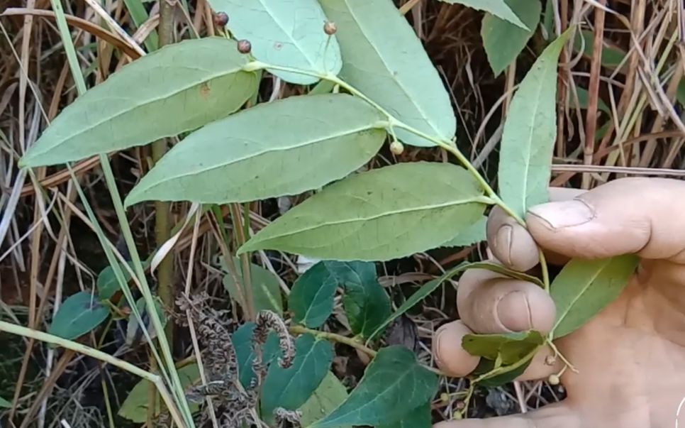 滇白珠,一种撒满山里香气的植物,它的好处我也是刚知道哦!