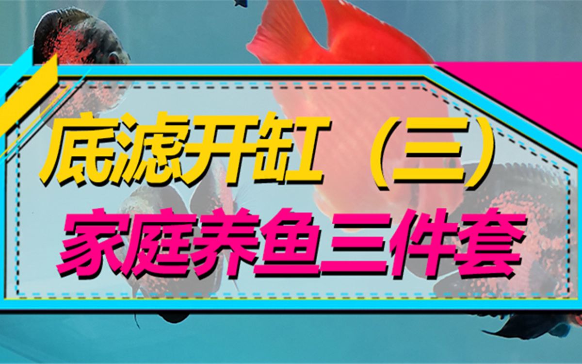 还是养了新手鱼友三件套!虽说设备和滤材略贵,但养鱼不分贵贱嘛哔哩哔哩bilibili