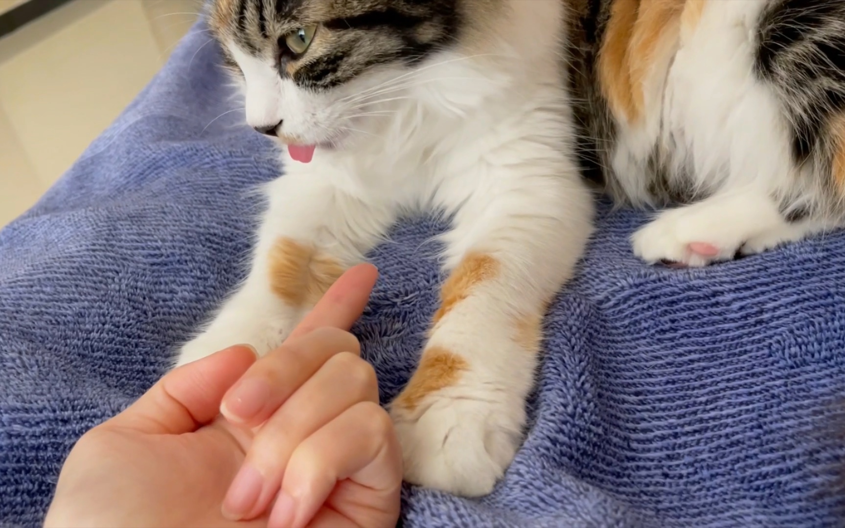 踩奶踩迷糊,小舌头忘记收回去了