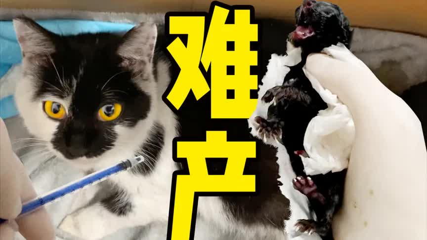 [图]奶牛猫难产诞七子，小哥人工呼吸救猫命！