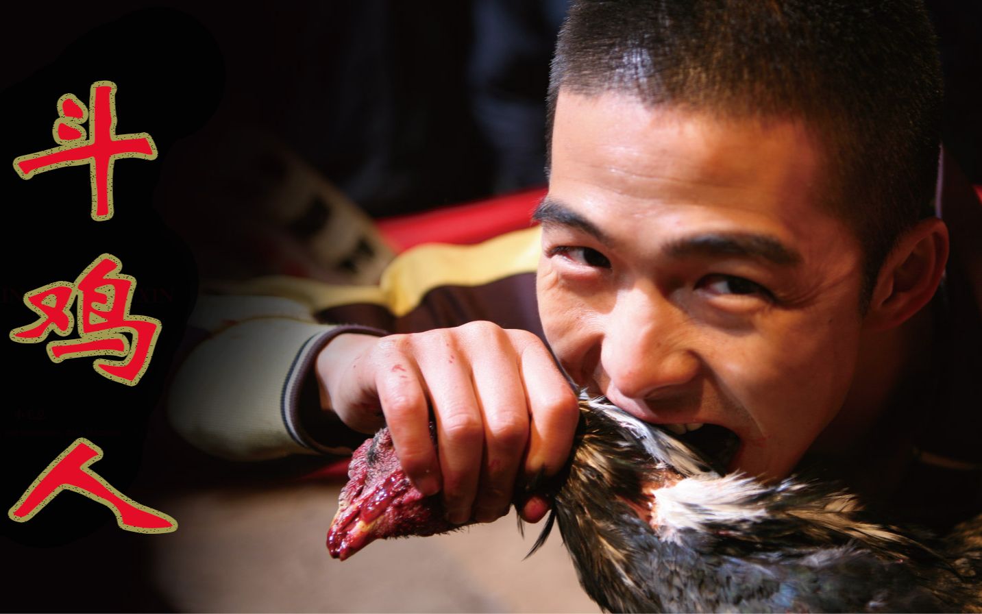 斗鸡电影全集 - 资源合集 - 小不点搜索