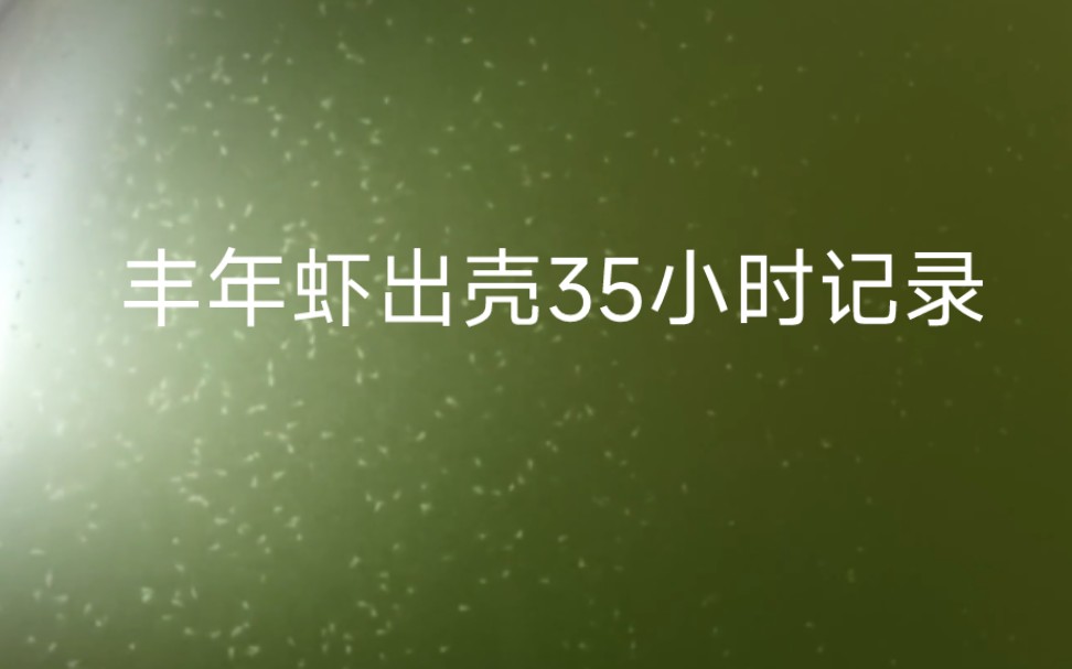 尝试建立“杜氏盐藻螺旋藻丰年虾”永久养殖体系,密度和续航两手抓哔哩哔哩bilibili