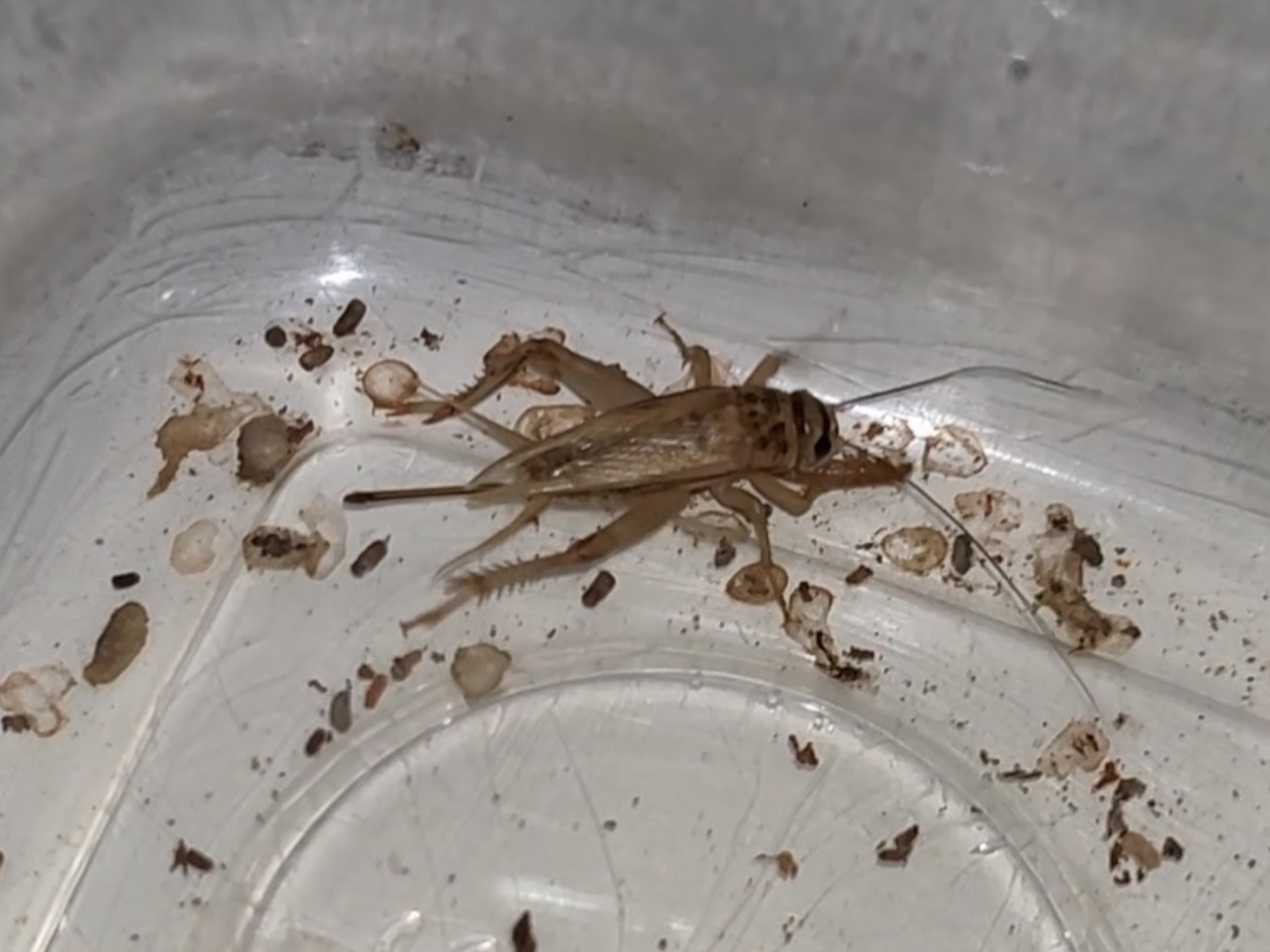 白蟋蟀的捕食性