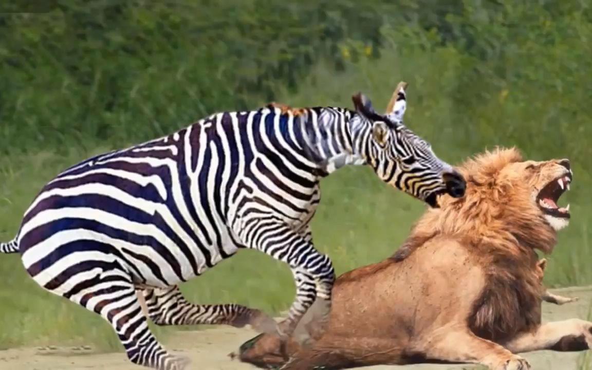 豹子是打不过老虎的,看看豹子捕食斑马就知道了_哔哩哔哩_bilibili