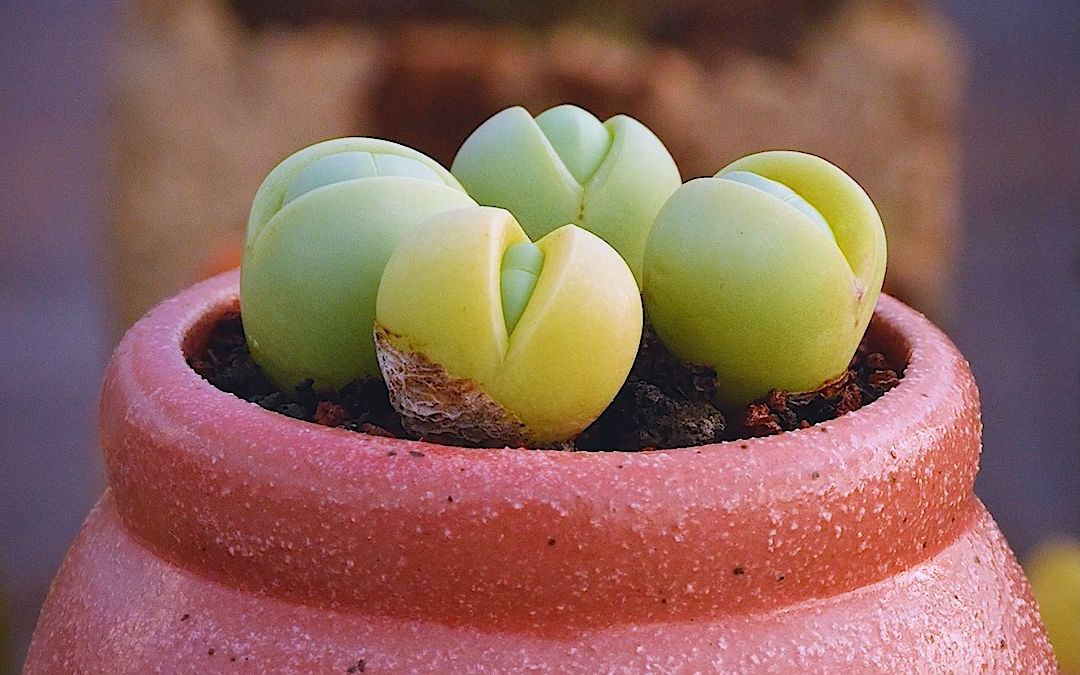 1080 1920 金铃玉 1