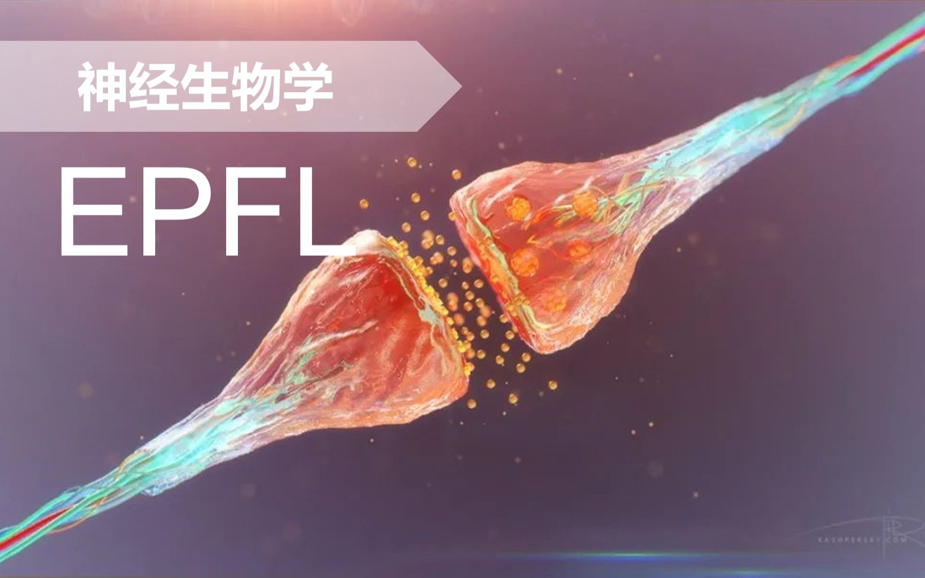 【神经】~EPFL~脑功能的细胞机制哔哩哔哩bilibili