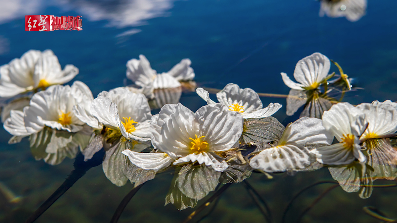 美到爆泸沽湖海藻花怒放千万朵白色小花铺满湖面