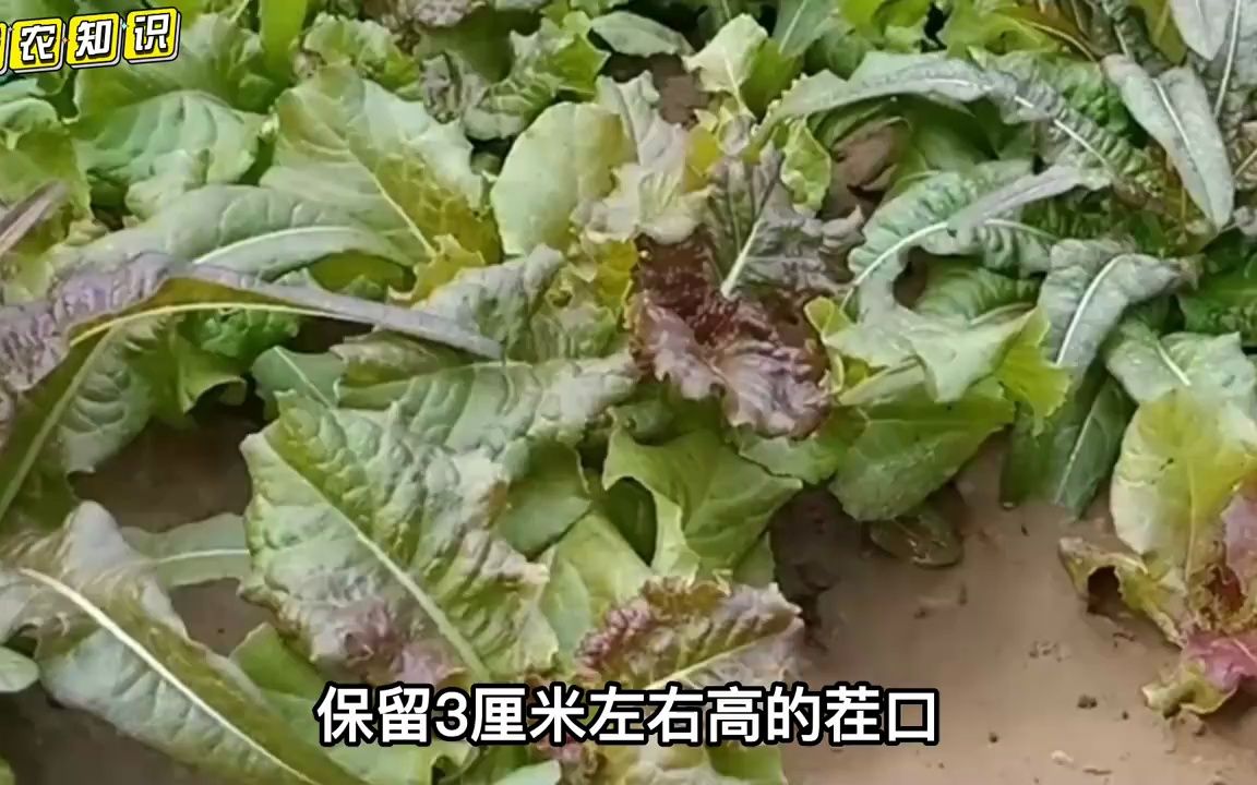 春天必种10种菜,三种早点种,两种早移栽,5种一个月就采收哔哩哔哩bilibili