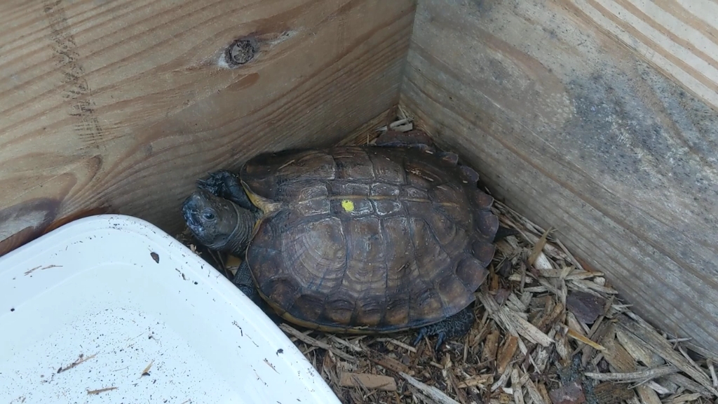 缅甸山龟道路很远脚步更长