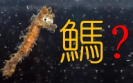 海马：嗦虾让鱼面目全非